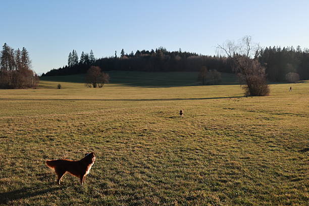 A dog is standing in a field of grass. The sky is blue and the sun is shining