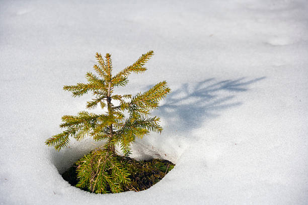 A young pine or spruce tree emerging from a circular patch of melted snow, casting a distinct shadow on the bright white surface. This minimalist composition symbolizes resilience, the arrival of spring, and the rebirth of nature after a cold winter.
