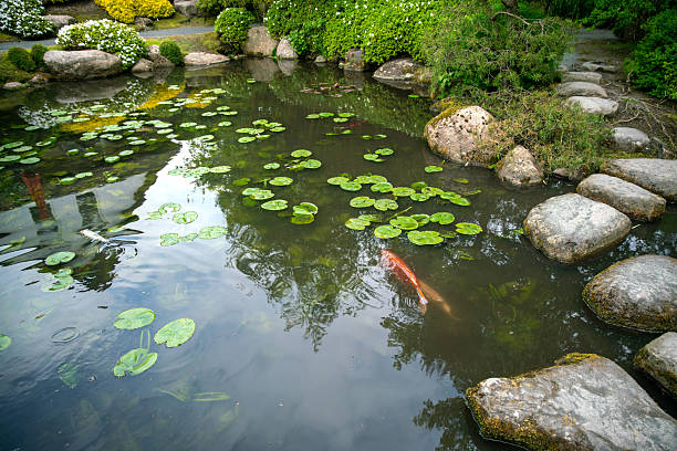 Stepping stones and KOI carps in water ; Orange and white KOI carp in water in Odense Japanese garden