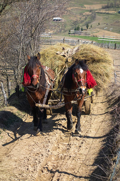 Horse drawn carriage ride in Salisbury, Austria