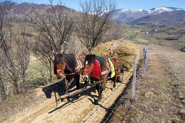 A pair of brown horses harnessed to a wooden cart filled with hay, traveling down a dirt road in a scenic mountainous rural area.