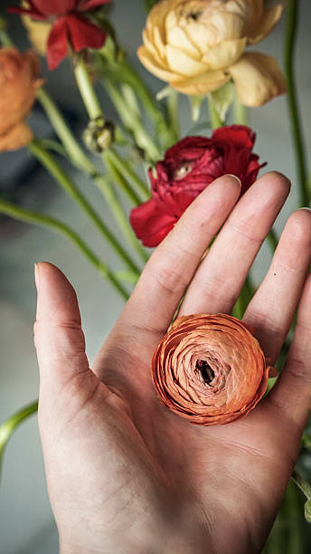 Close-up of a hand gently holding a tightly coiled orange ranunculus flower. In the softly blurred background, a bouquet of ranunculus blooms in red, yellow, and orange adds depth and warmth. The layered petals and delicate grip evoke themes of trust, care, and presence. The image captures a tactile moment of connection - a flower held in focus, surrounded by softness and color.