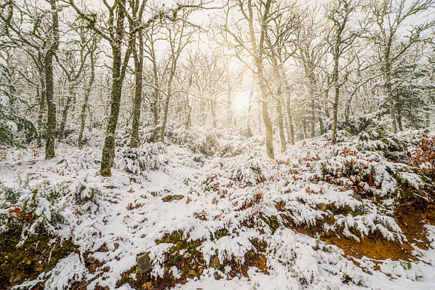 Sunrise among the oak trees in a winter landscape
