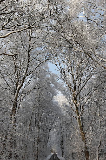 Bare deciduous trees covered in frost stretch upward in a quiet winter forest, creating a calm seasonal atmosphere beneath a soft, overcast sky. Ideal for themes of nature, cold weather, and tranquility. Picture is shot with Canon R7