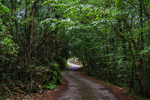 Country road in forest, Lucca, Tuscany