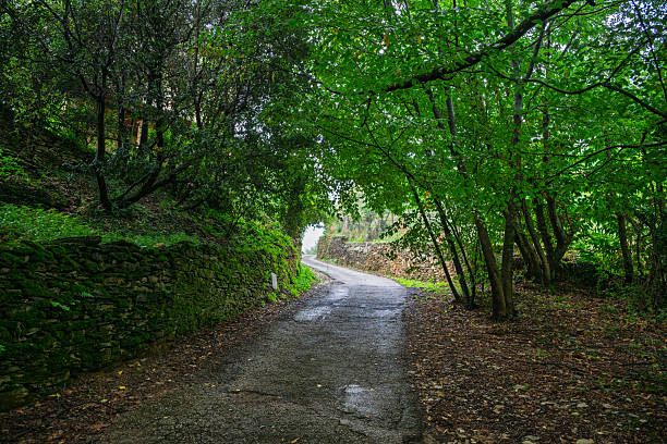 Country road in forest, Lucca, Tuscany