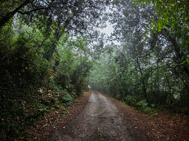 Country road in forest, Lucca, Tuscany