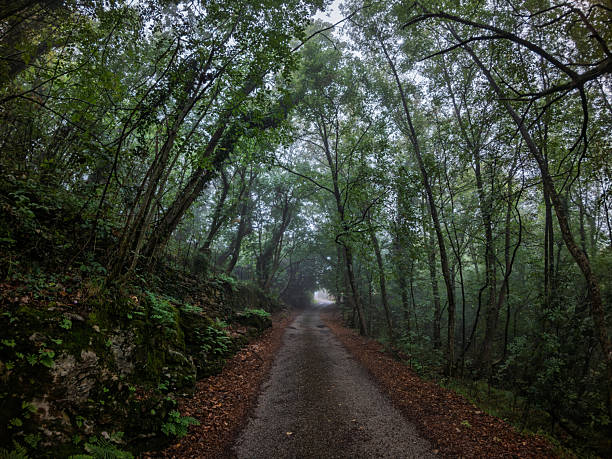 Country road in forest, Lucca, Tuscany