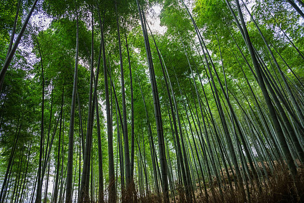 Bamboo grove, Arashiyama, near Kyoto
