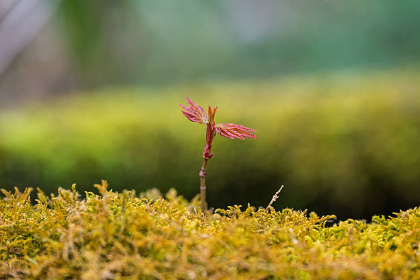 Sprout growing out of moss, Arashiyama, near Kyoto