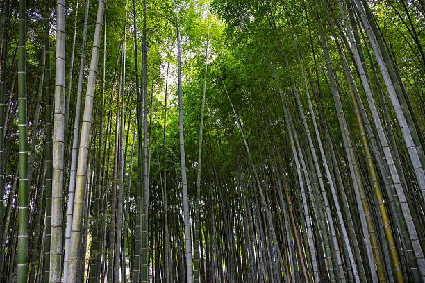 Bamboo grove, Arashiyama, near Kyoto