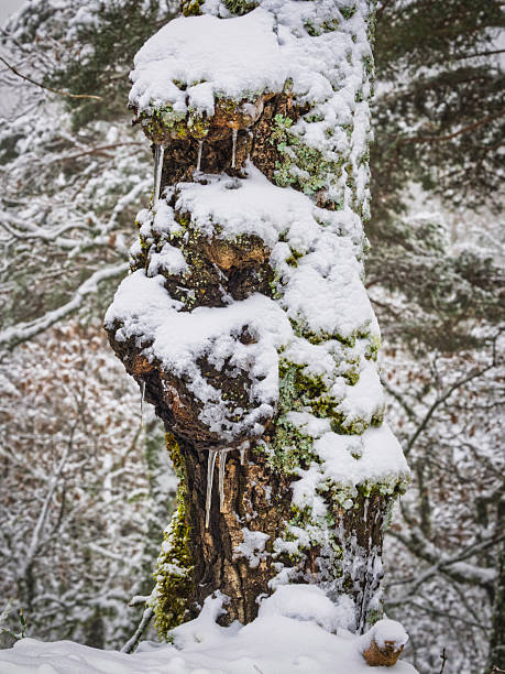 Oak trunk in the snow-covered forest