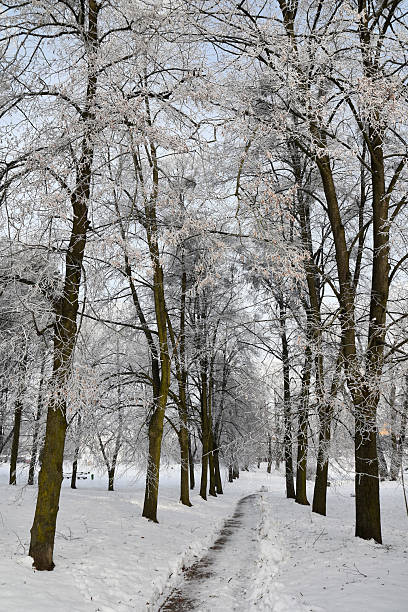 Winter landscape with snowy trees in winter forest