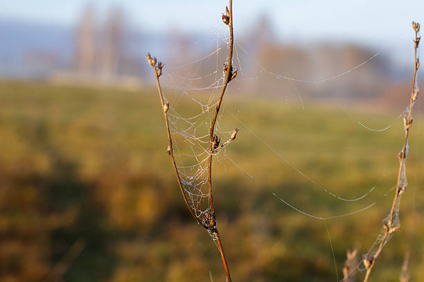 Delicate spider web covered in tiny dew drops forming a natural design, clinging to a dry plant stem against a soft, blurred background of an autumn field during sunrise..