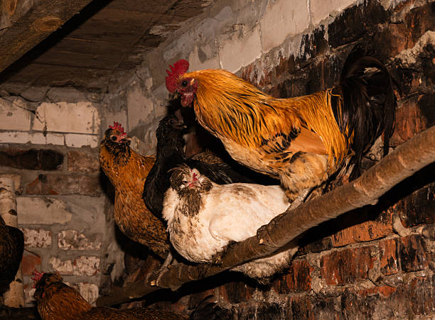 Chickens Roosting On Wooden Perch Inside Dim BrickWalled Henhouse, Mixed Rooster And Hen Flock Huddled On Beam Under Warm Amber Light, Straw Bedding Below, Textured Feathers And Weathered Wood, Quiet