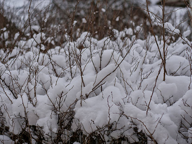Snow-Covered Winter Thicket and Bare Branches - Aesthetic Winter Photography: Fresh Snow Clinging to Thin Twigs in a Garden