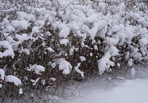 Snowy Winter Hedge: Bare Branches Covered in Thick Fresh Snow - Aesthetic Winter Landscape: Natural Snow-Capped Shrubbery for Seasonal Backgrounds