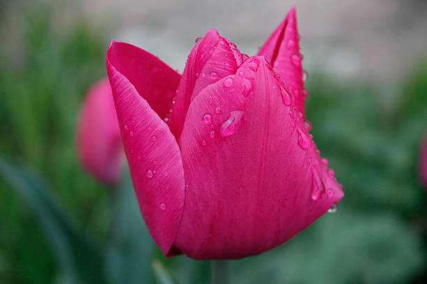 Pink lilies
