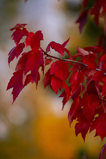 Deep Red Autumn Leaves Hanging on a Tree. Fall Colors in Background. Focus in Foreground. Copy Space