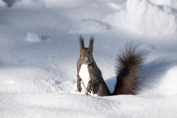 A black squirrel with a white chest stands upright on snow outdoors during winter in Europe. The scene features soft natural light with a snowy ground and sparse grass blades visible, highlighting the animal's fur texture and alert posture