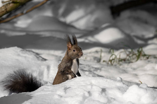 A close up of a squirrel with snow on its fur standing in a snowy European winter forest. The bright natural light highlights the animal and the snow texture in the cold outdoor setting