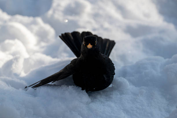 male blackbird eating red berries