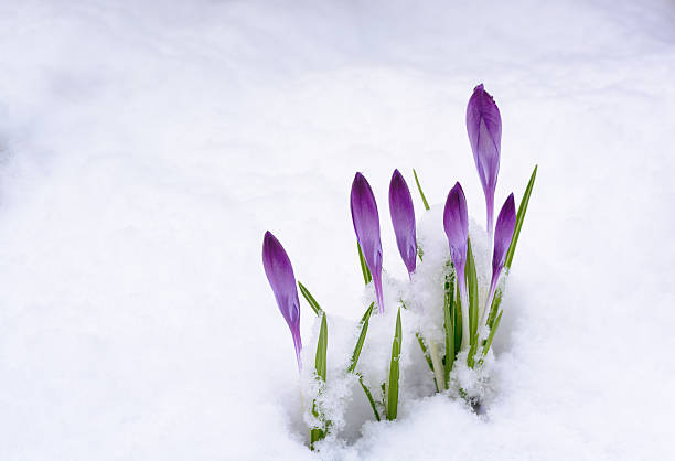 istock Light background with purple crocus buds on the snow 2255299259