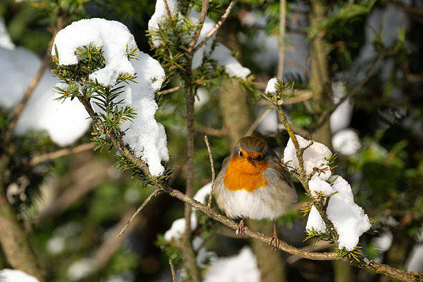 A charming robin looks up in fascination as snowflakes fall around, capturing the serene beauty of winter in the Brecon Beacons, Wales.