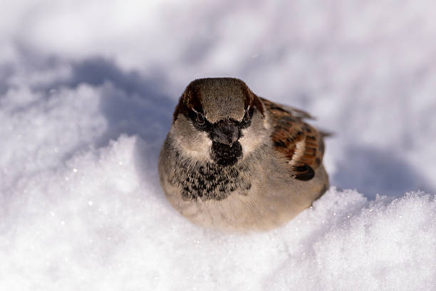 Winter Sparrow
