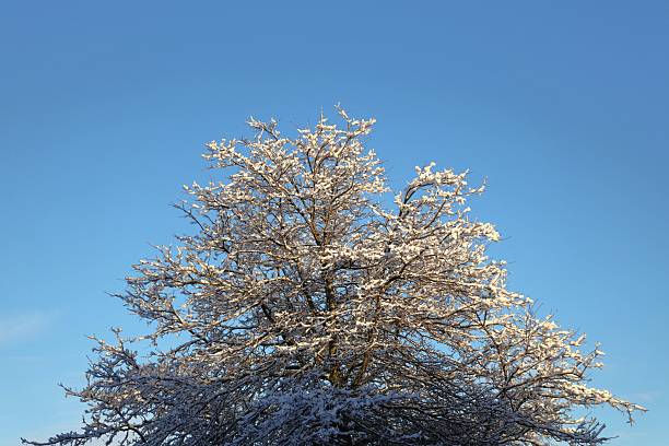 Snow-laden branches reach toward a vivid blue sky, capturing a calm winter moment. Frosty textures and a serene atmosphere evoke quiet outdoor beauty and seasonal charm.Space for text.January 2026