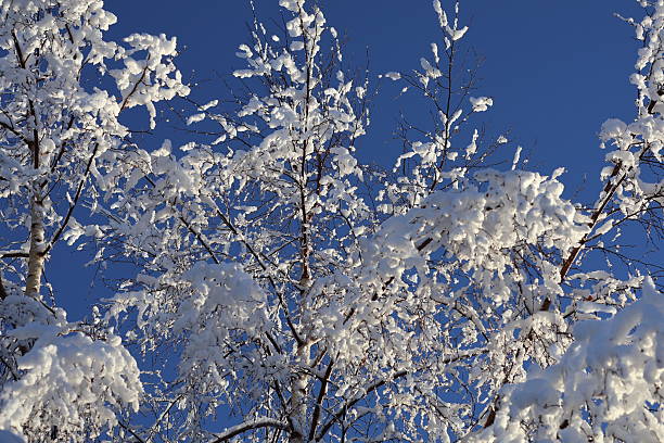 Snow-laden branches reach toward a vivid blue sky, capturing a calm winter moment. Frosty textures and a serene atmosphere evoke quiet outdoor beauty and seasonal charm.Space for text.January 2026
