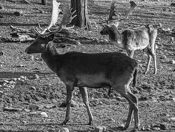Close up of a deer in a forest