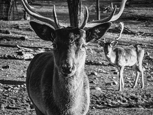 Close up of a deer in a forest