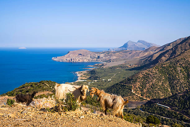 Long-haired goats stand on a rocky mountain ridge with sweeping views of the vivid blue sea and dramatic coastline below. The sunlit landscape features rugged slopes, distant peaks, and a sense of wild open space.