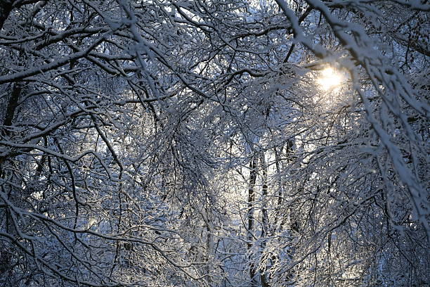 A tranquil winter scene with snow-covered branches forming a natural tunnel, as the sun peeks through and casts warm golden light on the frosty landscape.Scotland.Aberdeen.January 2026