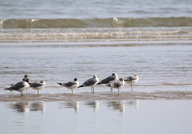 a group of seagulls standing at the water's edge at the beach