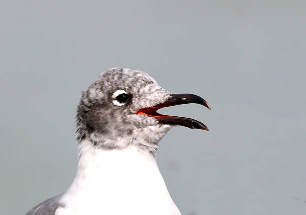 close-up of a young seagull with it's beak open