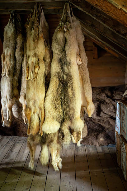 A detailed interior shot of a rustic wooden storehouse or trading post from the 18th or 19th century. Several large, authentic animal furs and pelts, including wolf or coyote, hang from the rafters above a weathered wooden plank floor. In the background, stacks of burlap-wrapped trade goods and bundles of fur are visible. This image captures the essence of the North American fur trade, pioneer survival, and historical commerce in the wilderness.