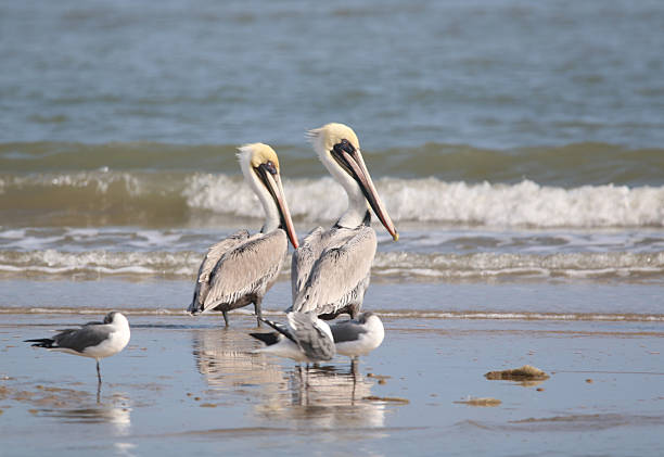 Brown Pelicans and seagulls standing in the water's edge at the beach