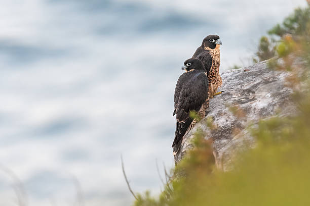 Peregrine falcon on the Sydney coast