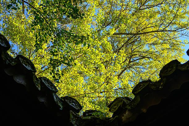 Sunlight filters through the delicate, fan-shaped leaves of a gingko tree, illuminating their vibrant yellow-green color and creating a luminous, translucent effect that highlights the intricate veins and texture of each leaf.