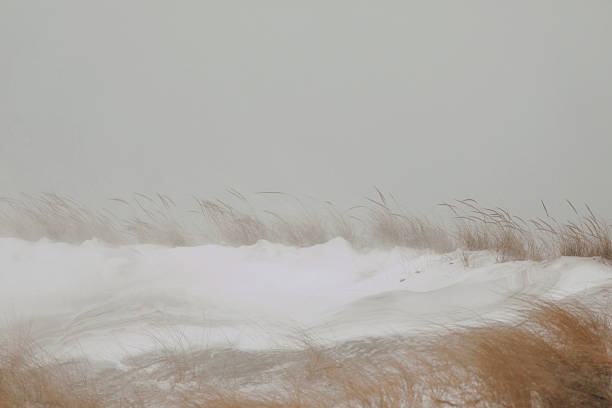 Marram grasses blowing in the wind during a blizzard at the beach. Shot with a Canon 5D Mark IV.