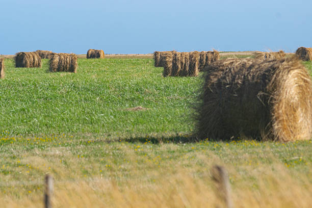 Straw rolls on the field , under the blue sky