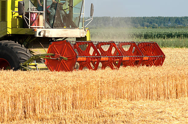 Combine harvester harvesting wheat on sunny summer day.