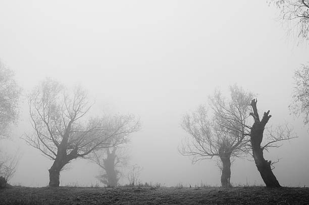 Free picture: Black and white photo of trees in a foggy field at winter