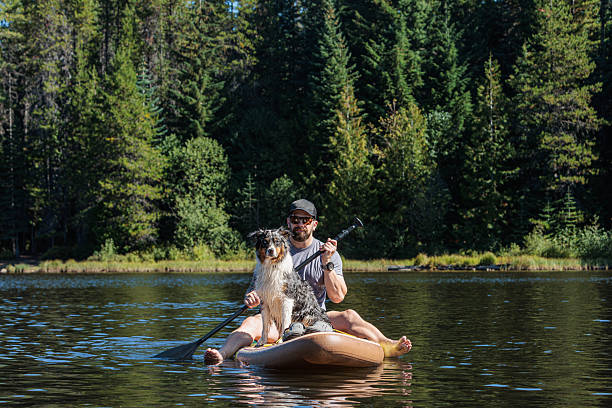 A cute Australian Shepherd pet dog calmly sits on a stand-up paddle board as its male owner paddles around Trillium Lake during a summer camping trip on Mt. Hood in Oregon, USA.