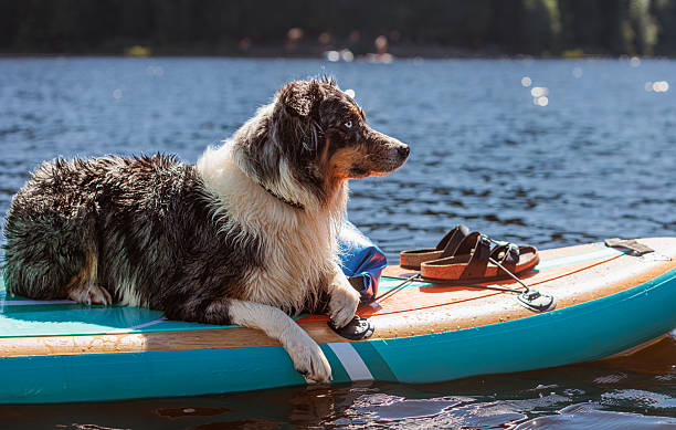 istock Pet Dog Riding on Stand-Up Paddle Board 2255317550