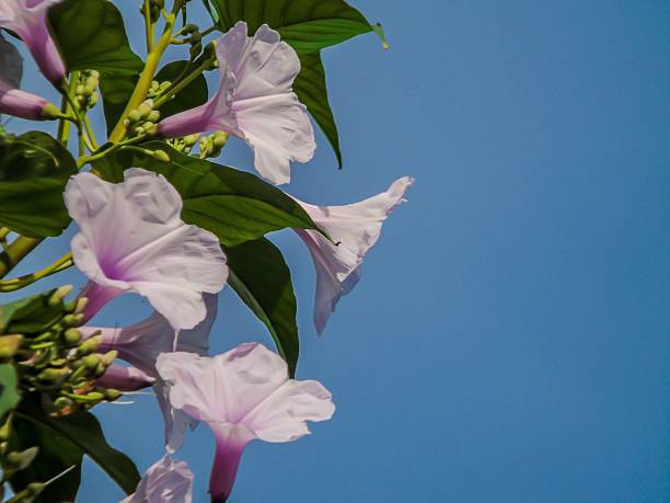 Soft lavender morning glory flowers reach toward a clear blue sky, creating a calm and natural composition.