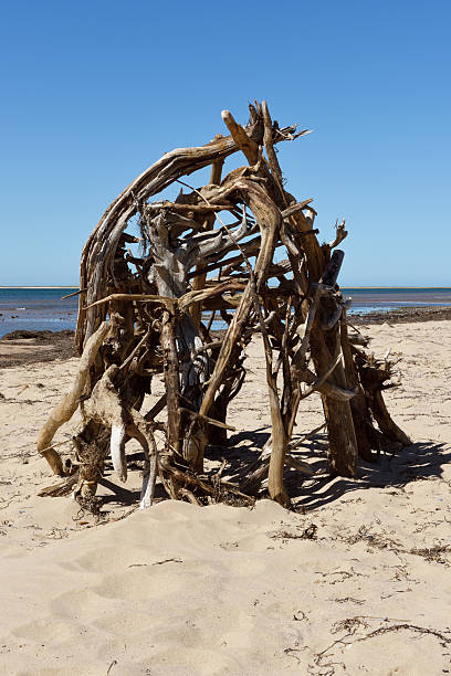 Pile of weathered driftwood on beach forming an abstract sculpture