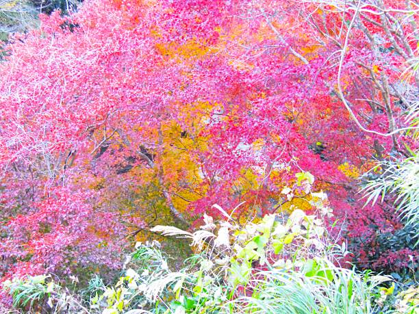 Autumn leaves.